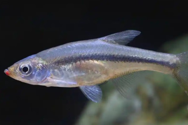 台湾梅氏鳊是什么鱼？