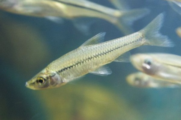 台湾梅氏鳊是什么鱼？