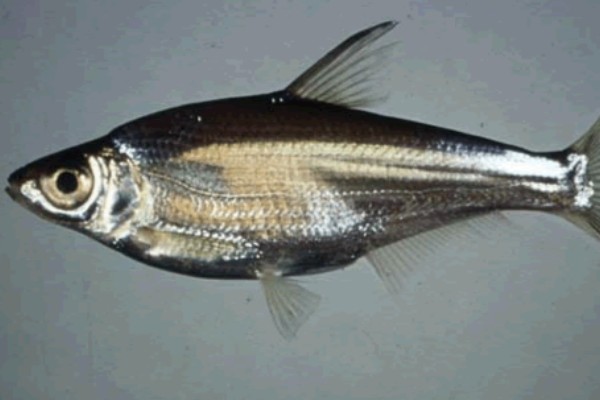 长臀华鳊是什么鱼？