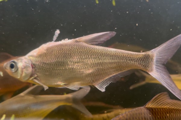 长臀华鳊是什么鱼？