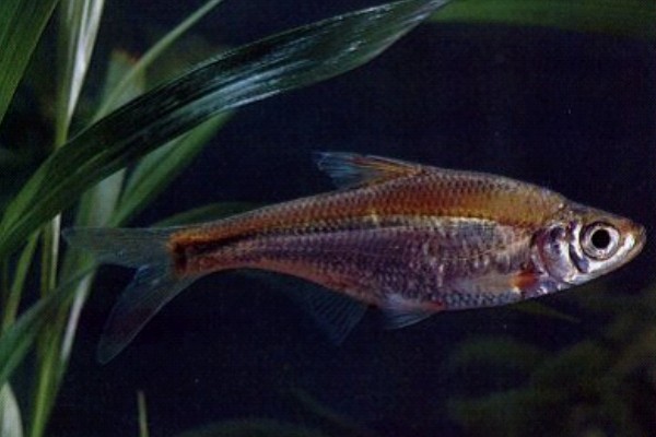 长臀华鳊是什么鱼？