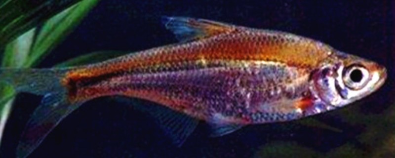 海南华鳊是什么鱼？