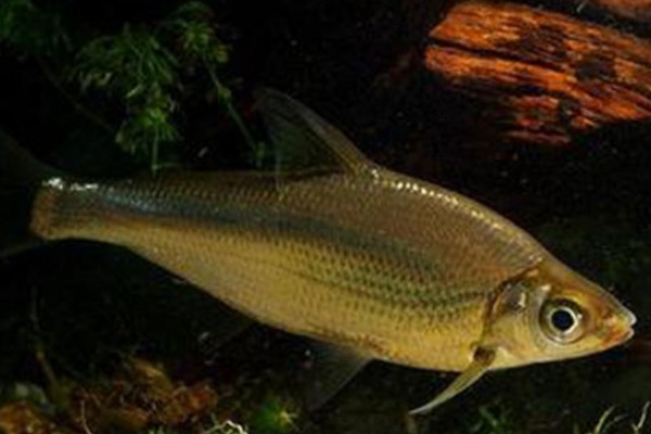 海南华鳊是什么鱼？