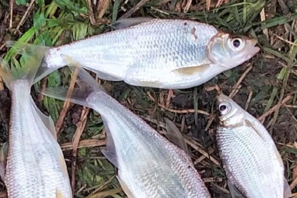 海南华鳊是什么鱼？