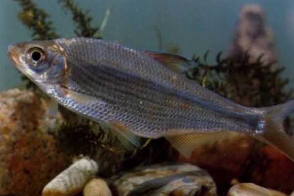 海南华鳊是什么鱼？