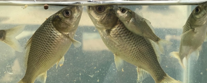 大头鲤是什么鱼？