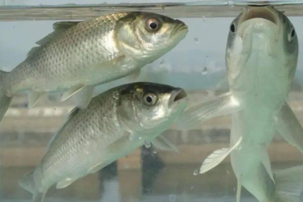 大头鲤是什么鱼？