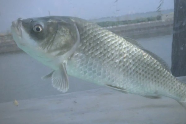 大头鲤是什么鱼？