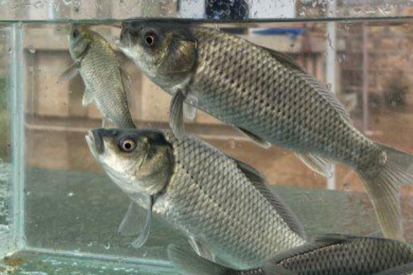 大头鲤是什么鱼？