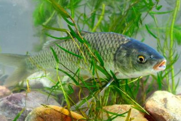 大头鲤是什么鱼？