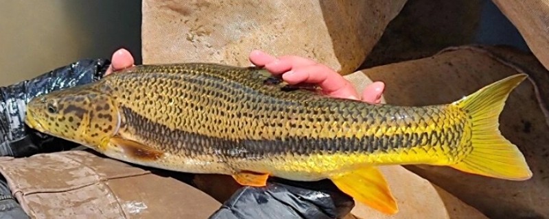 后背鲈鲤是什么鱼？