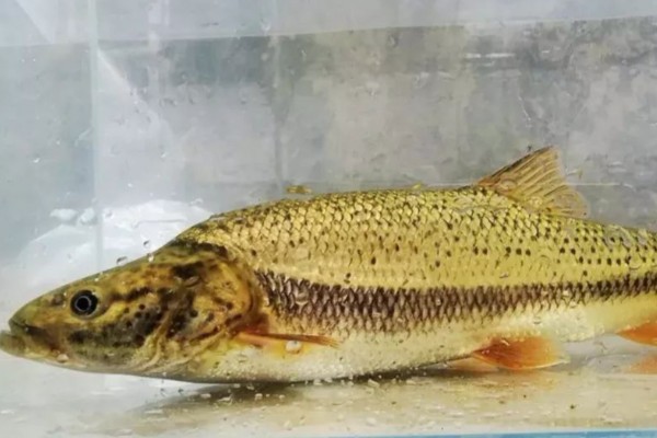 后背鲈鲤是什么鱼？