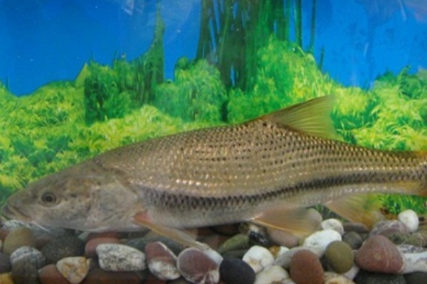 后背鲈鲤是什么鱼？