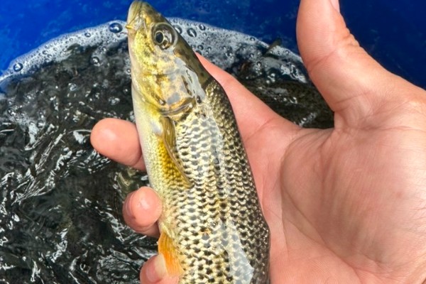 后背鲈鲤是什么鱼？