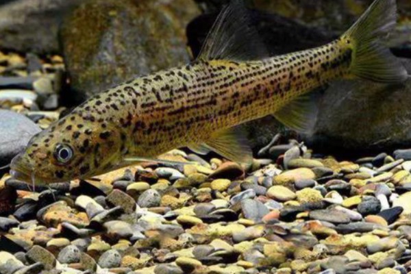 后背鲈鲤是什么鱼？