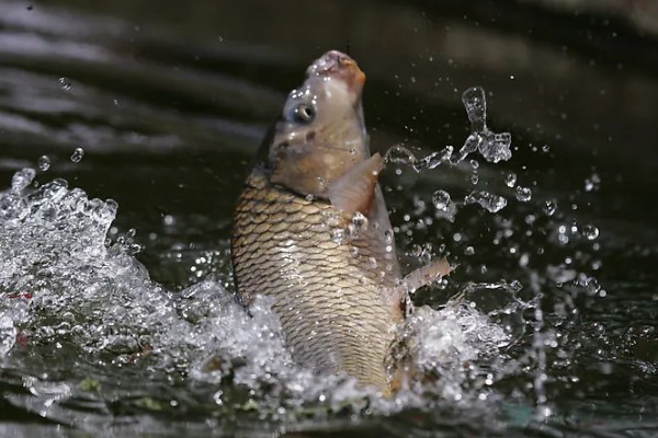 华南鲤是什么鱼？