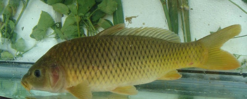 华南鲤是什么鱼？