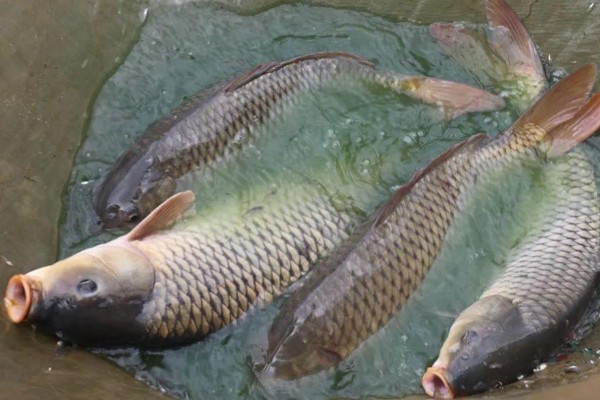 华南鲤是什么鱼？