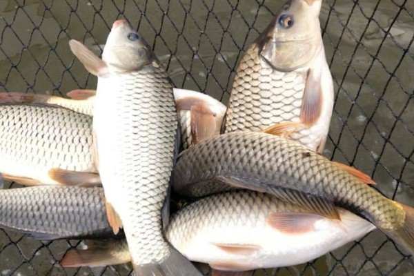 华南鲤是什么鱼？