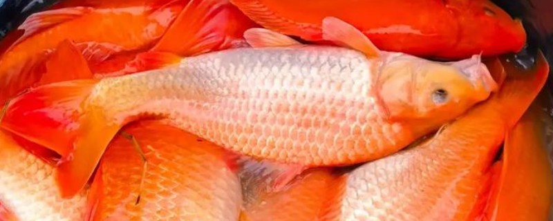 兴国红鲤是什么鱼？