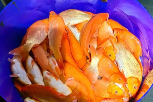 兴国红鲤是什么鱼？