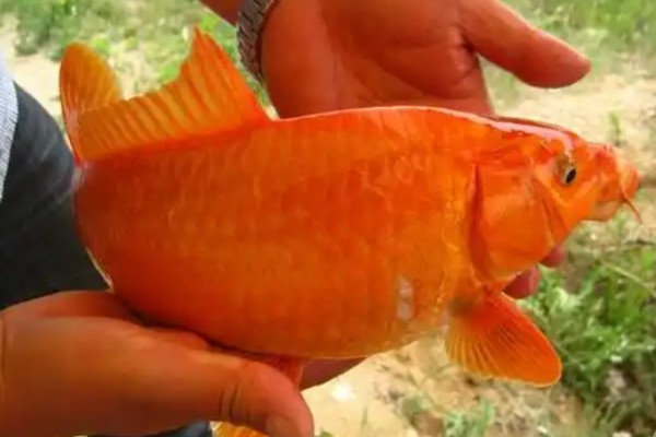 兴国红鲤是什么鱼？