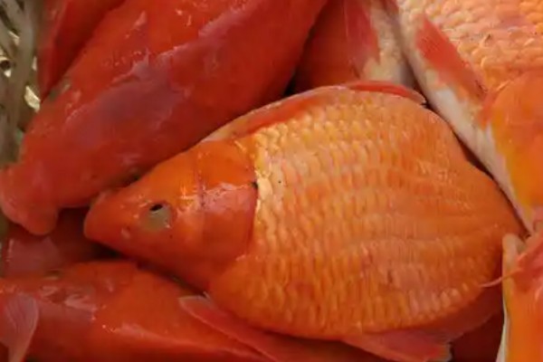 兴国红鲤是什么鱼？