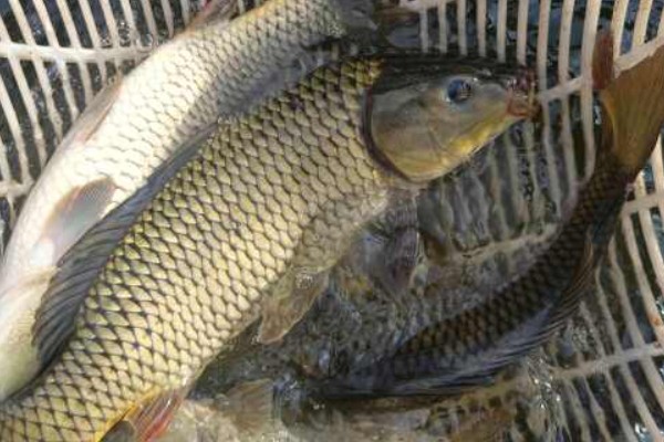 云南鲤是什么鱼？