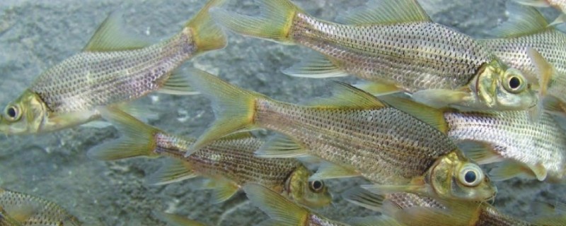 乌原鲤是什么鱼？