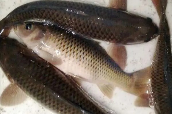 乌原鲤是什么鱼？