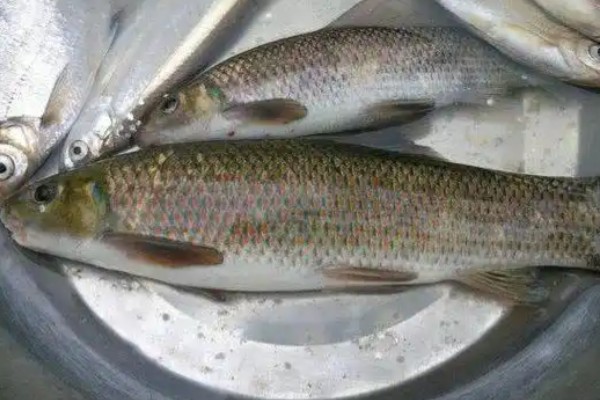 乌原鲤是什么鱼？