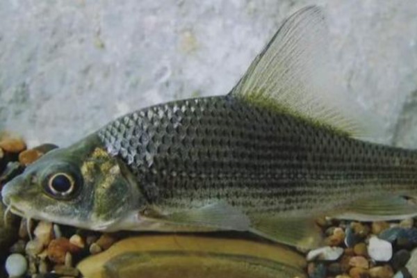乌原鲤是什么鱼？