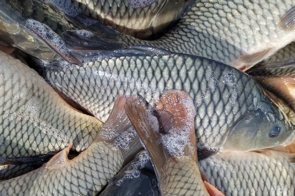 云南鲤是什么鱼？