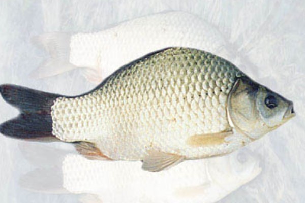 丰鲤是什么鱼？