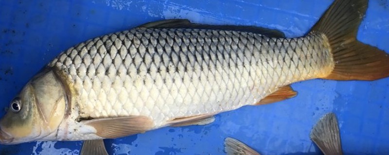 丰鲤是什么鱼？