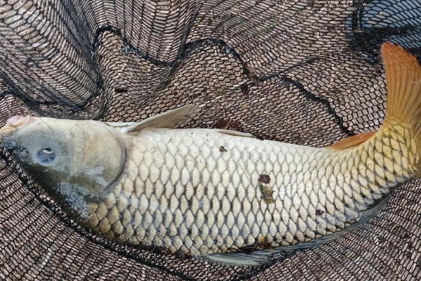 丰鲤是什么鱼？