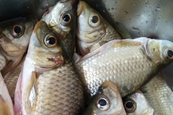 三角鲤是什么鱼？