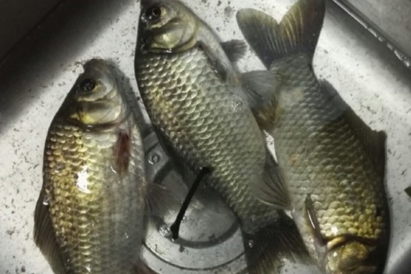 三角鲤是什么鱼？