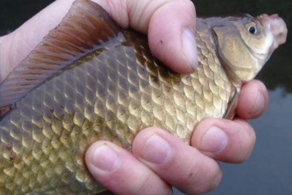 三角鲤是什么鱼？