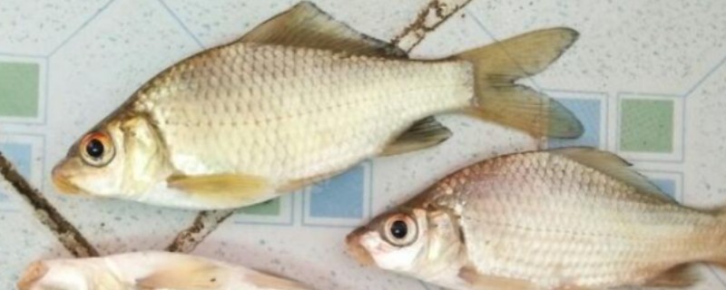 三角鲤是什么鱼？