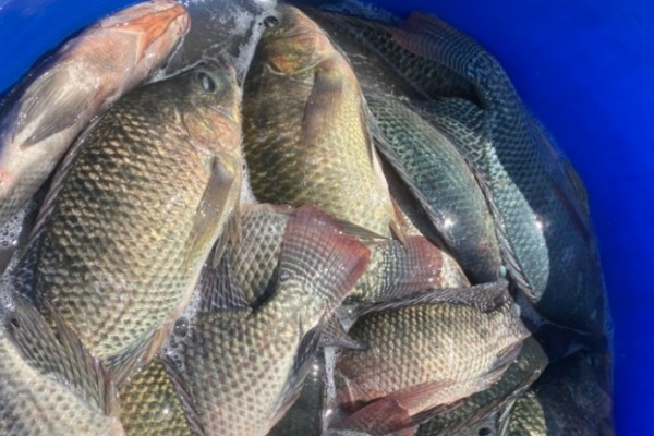 云南鲤是什么鱼？