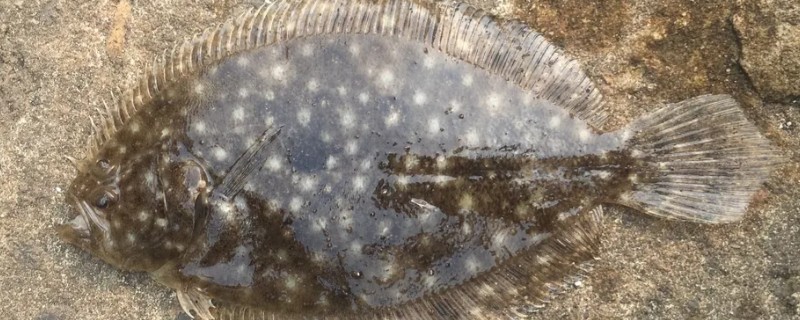 高体斑鲆是什么鱼？