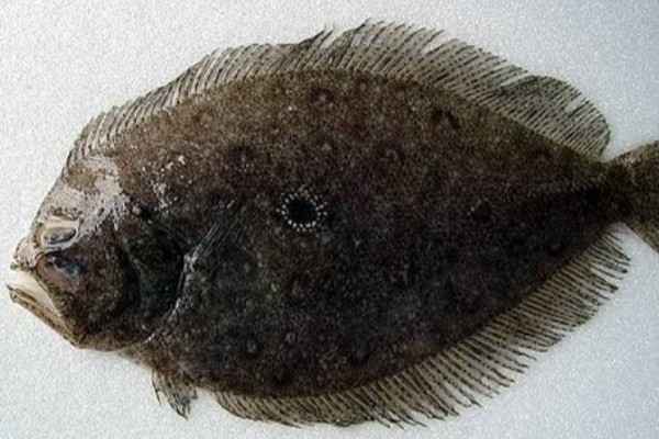 高体斑鲆是什么鱼？