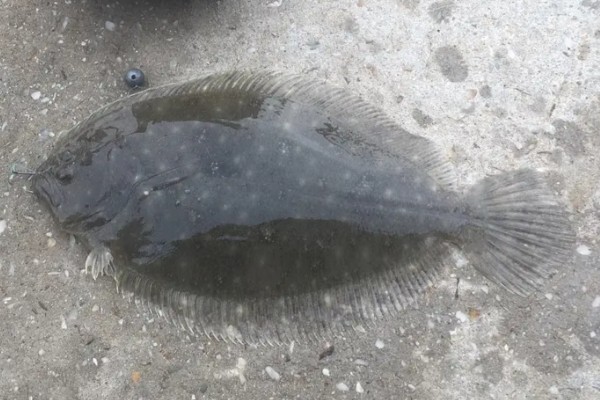 高体斑鲆是什么鱼？