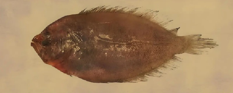 高体大鳞鲆是什么鱼？