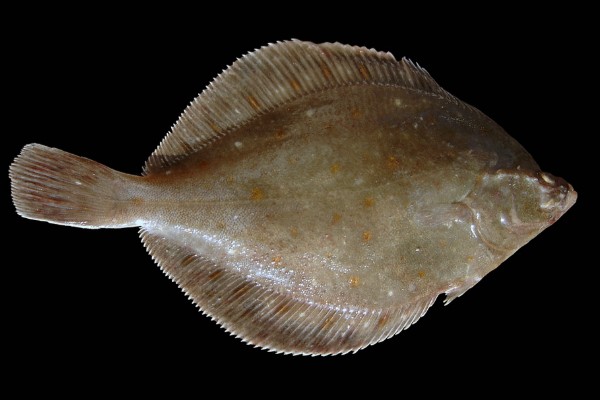 高体大鳞鲆是什么鱼？