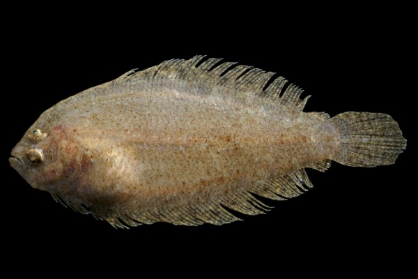 高体大鳞鲆是什么鱼？