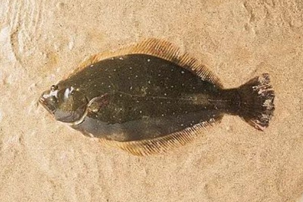 高体大鳞鲆是什么鱼？