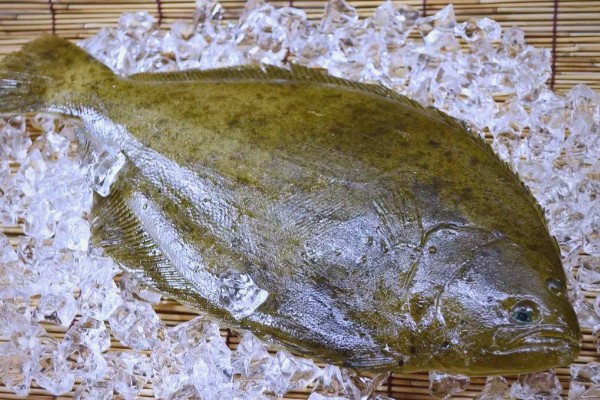 马来斑鲆是什么鱼？