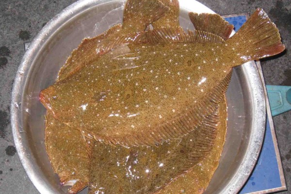 马来斑鲆是什么鱼？